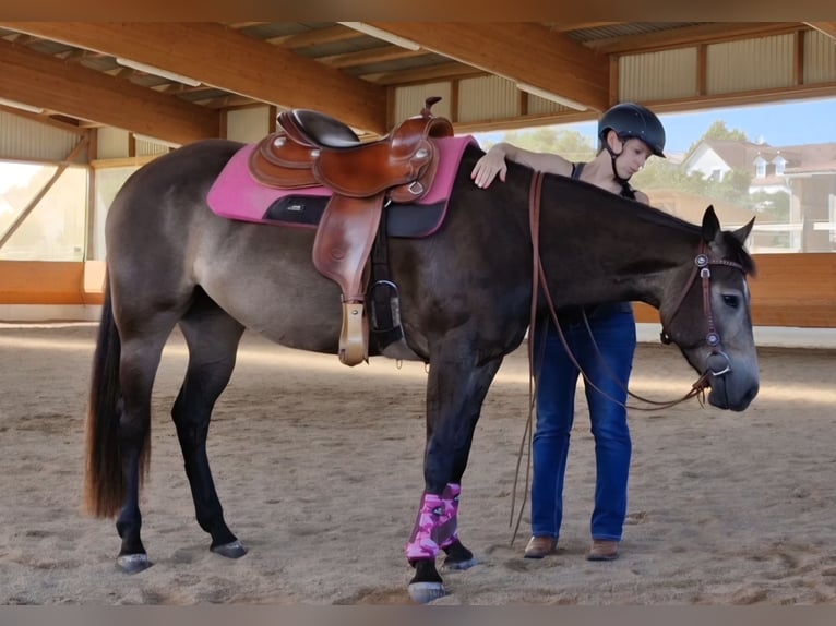 American Quarter Horse Klacz 4 lat 150 cm Jelenia in Bergheim