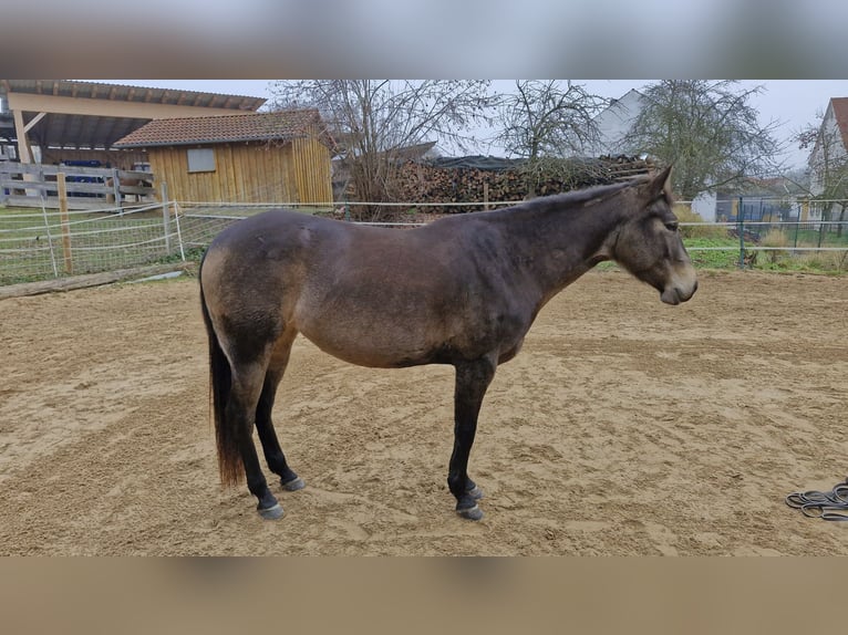 American Quarter Horse Klacz 4 lat 150 cm Jelenia in Hitzhofen