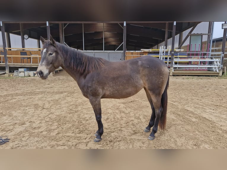 American Quarter Horse Klacz 4 lat 150 cm Jelenia in Hitzhofen