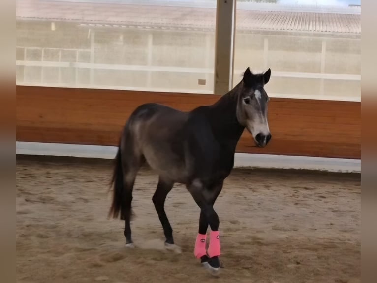 American Quarter Horse Klacz 4 lat 150 cm Jelenia in Hitzhofen