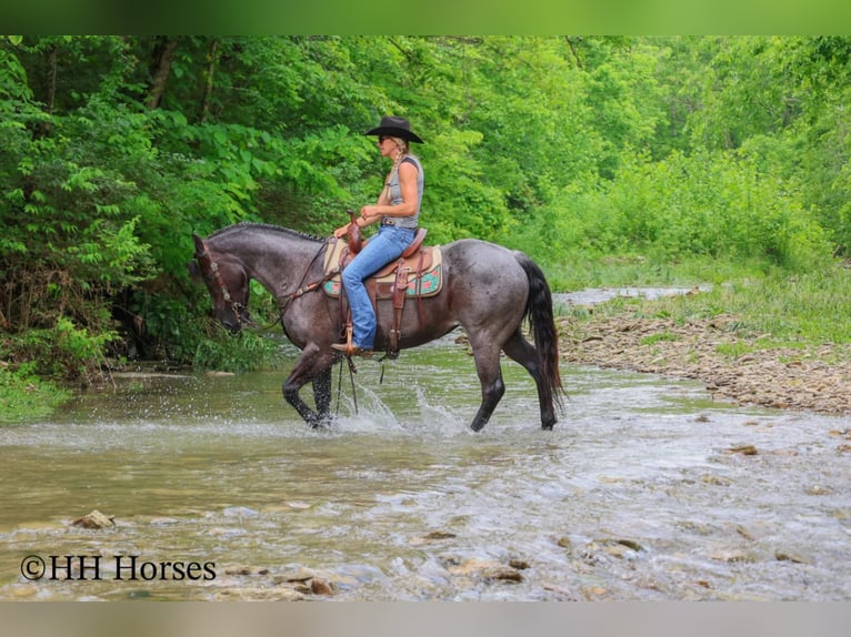 American Quarter Horse Klacz 4 lat 150 cm Karodereszowata in Hillsboro, KY