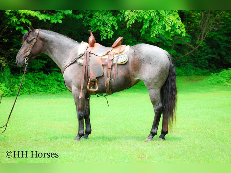 American Quarter Horse Klacz 4 lat 150 cm Karodereszowata in Hillsboro, KY