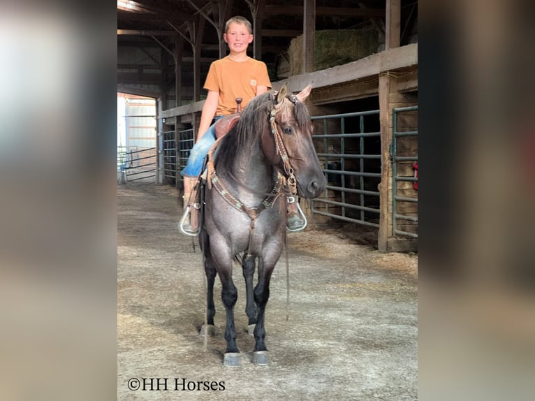American Quarter Horse Klacz 4 lat 150 cm Karodereszowata in Hillsboro, KY