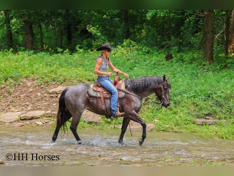 American Quarter Horse Klacz 4 lat 150 cm Karodereszowata in Hillsboro, KY