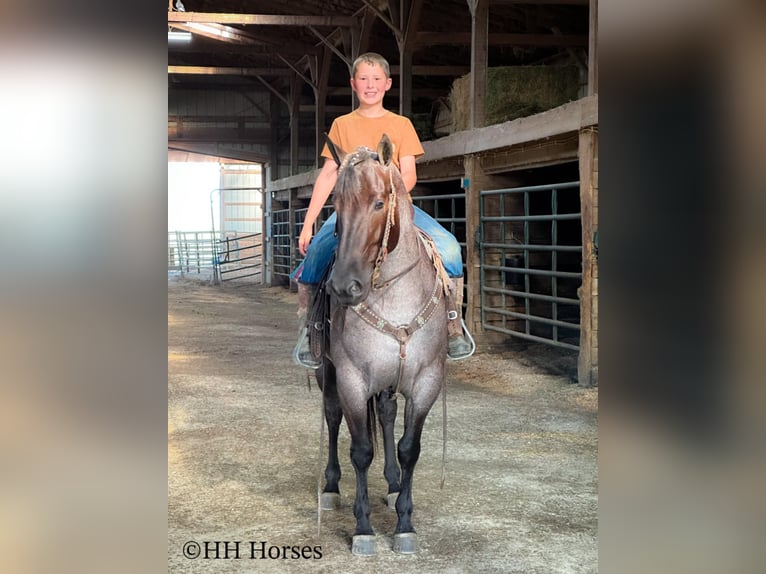 American Quarter Horse Klacz 4 lat 150 cm Karodereszowata in Hillsboro, KY