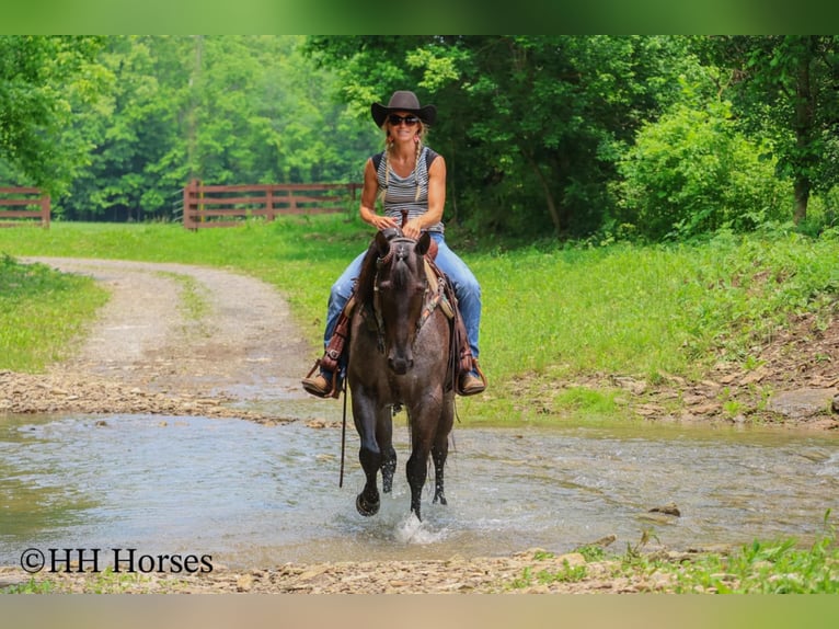American Quarter Horse Klacz 4 lat 150 cm Karodereszowata in Hillsboro, KY