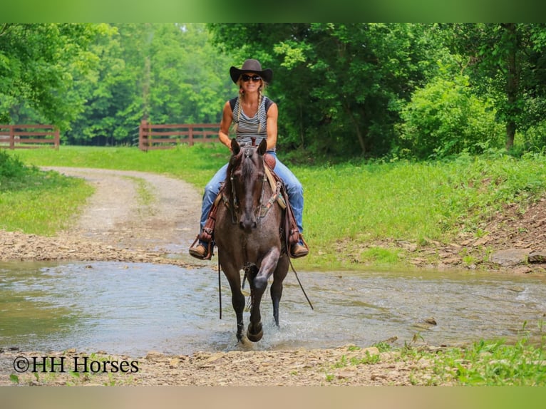 American Quarter Horse Klacz 4 lat 150 cm Karodereszowata in Hillsboro, KY