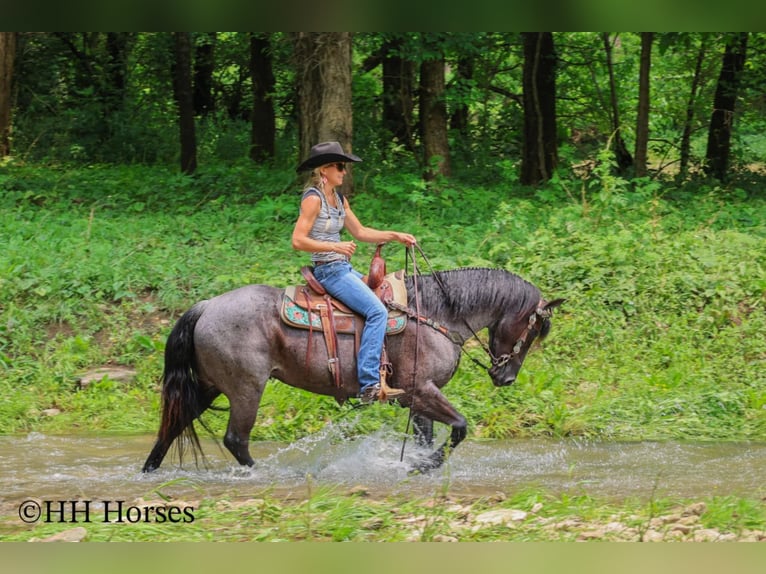 American Quarter Horse Klacz 4 lat 150 cm Karodereszowata in Hillsboro, KY