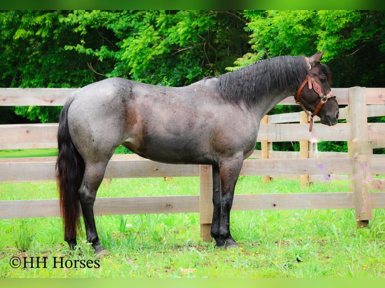 American Quarter Horse Klacz 4 lat 150 cm Karodereszowata in Hillsboro, KY
