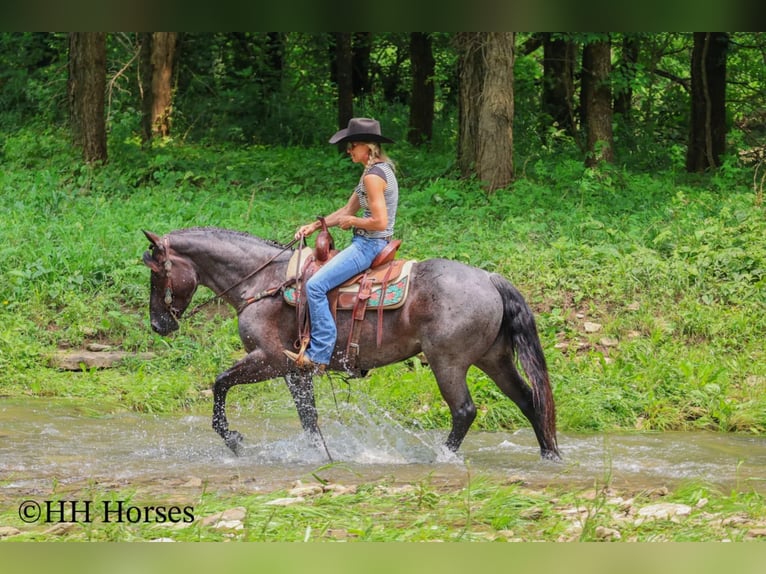 American Quarter Horse Klacz 4 lat 150 cm Karodereszowata in Hillsboro, KY