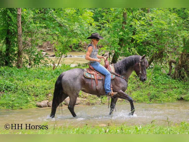 American Quarter Horse Klacz 4 lat 150 cm Karodereszowata in Hillsboro, KY