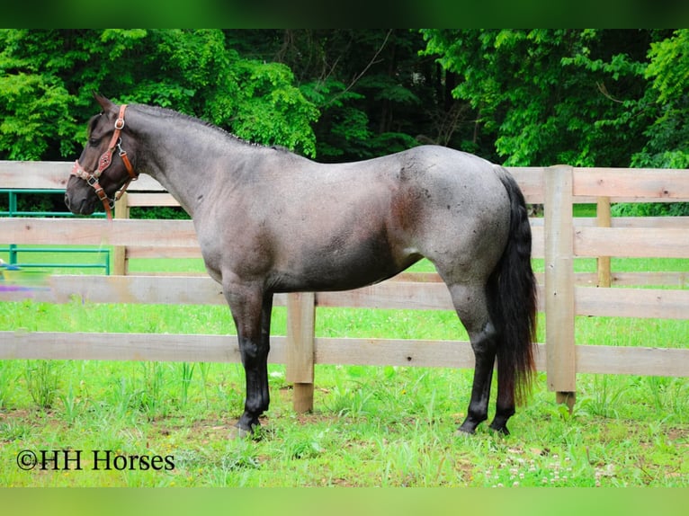 American Quarter Horse Klacz 4 lat 150 cm Karodereszowata in Hillsboro, KY