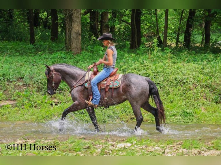 American Quarter Horse Klacz 4 lat 150 cm Karodereszowata in Hillsboro, KY