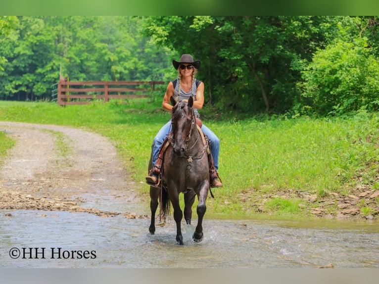American Quarter Horse Klacz 4 lat 150 cm Karodereszowata in Hillsboro, KY