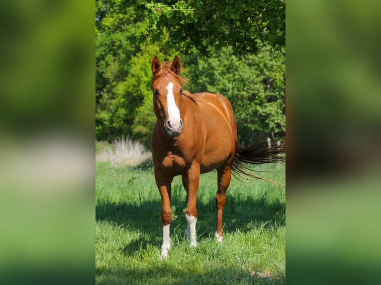 American Quarter Horse Klacz 4 lat 150 cm Kasztanowata in Celle