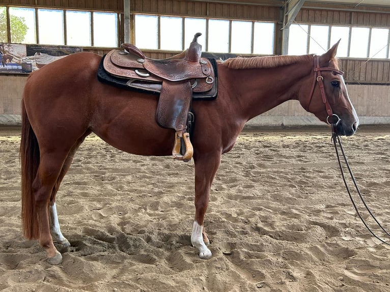 American Quarter Horse Klacz 4 lat 150 cm Kasztanowata in Kirchendemenreuth
