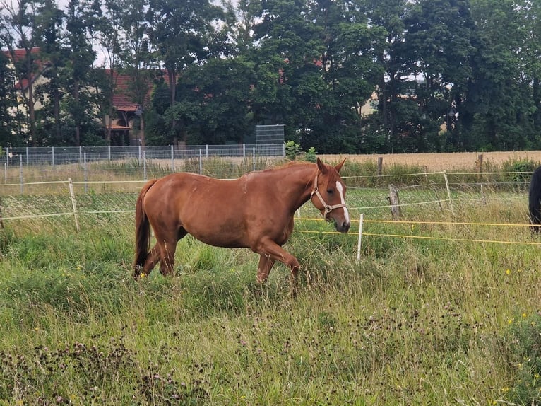 American Quarter Horse Klacz 4 lat 150 cm Kasztanowata in Zeulenroda-Triebes