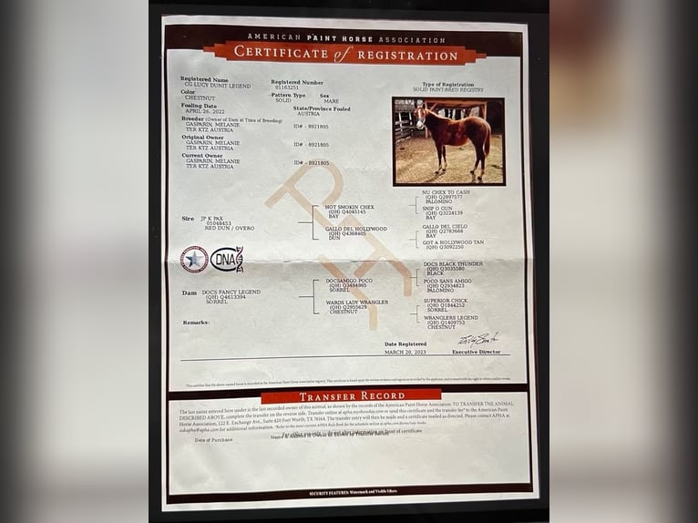 American Quarter Horse Klacz 4 lat 150 cm Kasztanowata in Berga- Wünschendorf