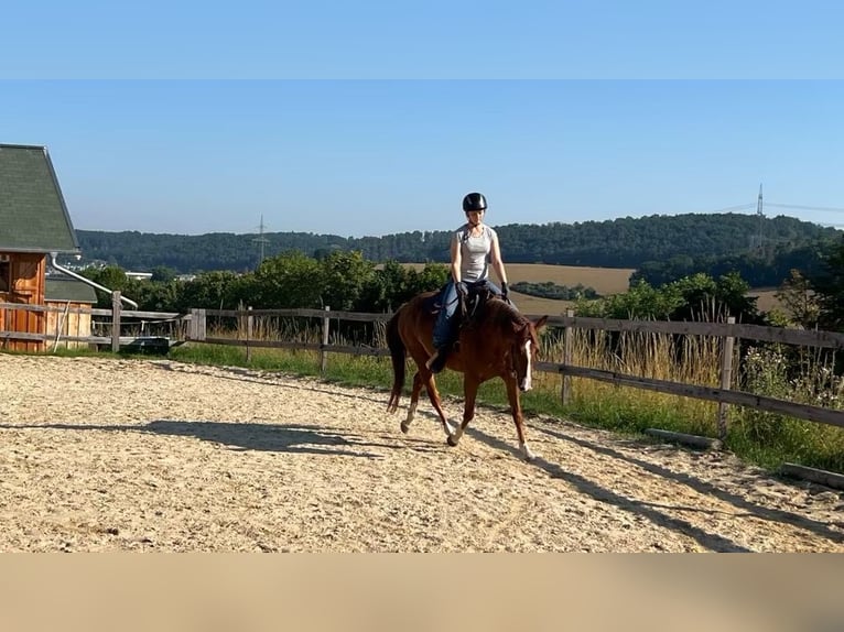 American Quarter Horse Klacz 4 lat 150 cm Kasztanowata in Berga- Wünschendorf