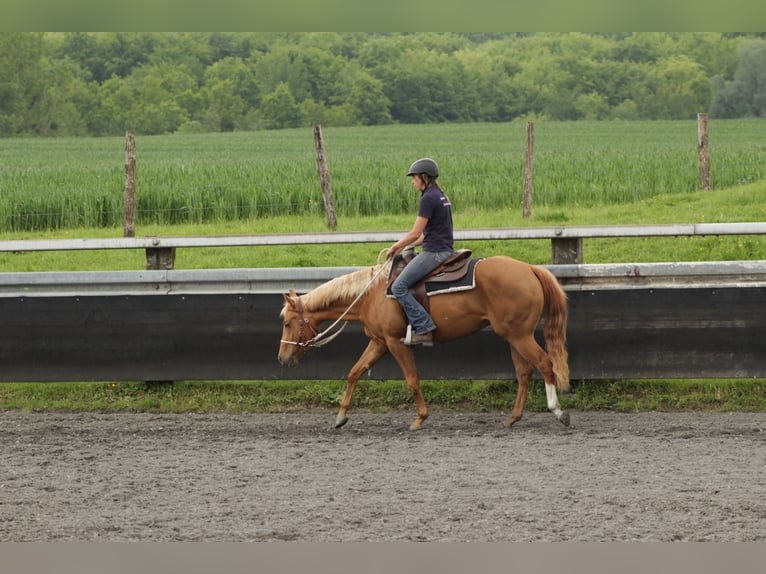 American Quarter Horse Klacz 4 lat 150 cm Kasztanowata in Kappelen