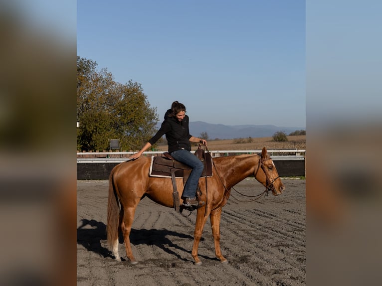 American Quarter Horse Klacz 4 lat 150 cm Kasztanowata in Kappelen
