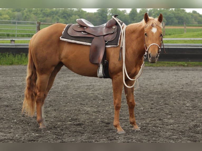 American Quarter Horse Klacz 4 lat 150 cm Kasztanowata in Kappelen