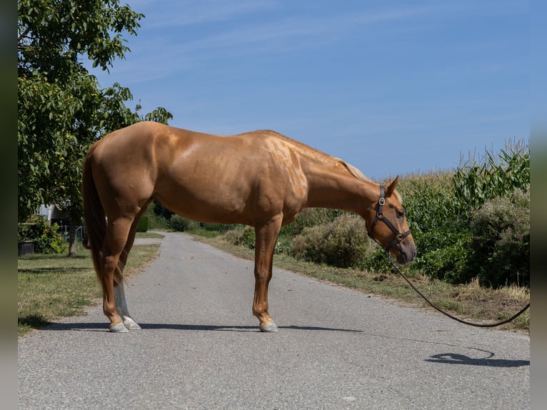 American Quarter Horse Klacz 4 lat 150 cm Kasztanowata in Kappelen