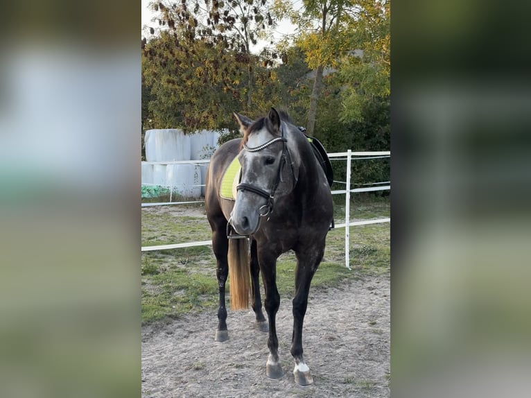 American Quarter Horse Klacz 4 lat 150 cm Siwa in Neukirchen