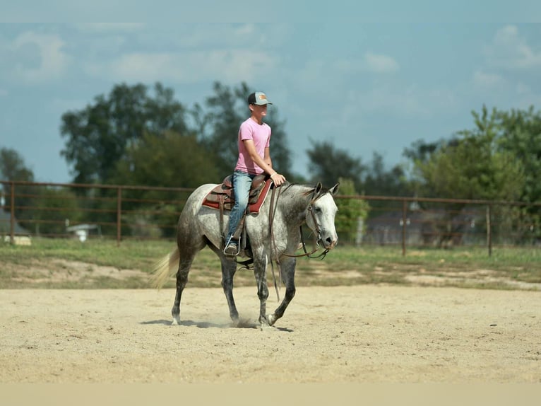 American Quarter Horse Klacz 4 lat 150 cm Siwa in Mount Vernon