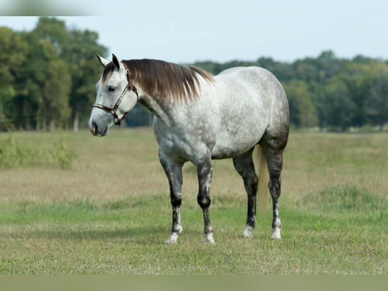 American Quarter Horse Klacz 4 lat 150 cm Siwa in Mount Vernon
