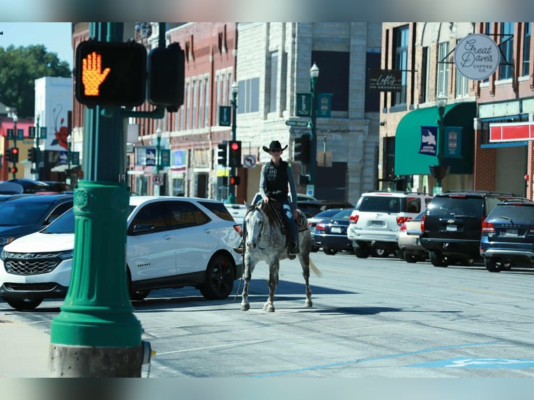 American Quarter Horse Klacz 4 lat 150 cm Siwa in Mount Vernon