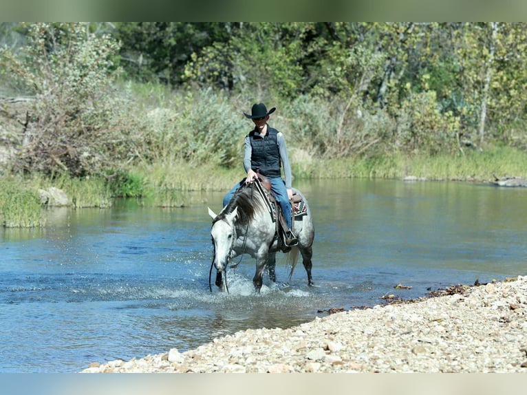 American Quarter Horse Klacz 4 lat 150 cm Siwa in Mount Vernon