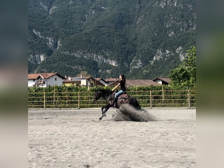 American Quarter Horse Klacz 4 lat 150 cm Skarogniada in terre d’adige