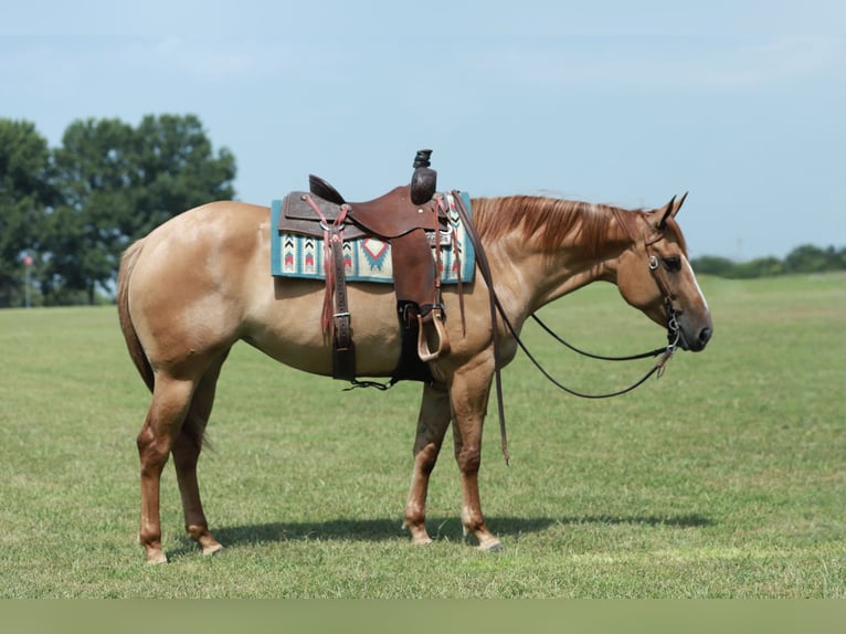 American Quarter Horse Klacz 4 lat 152 cm Bułana in Mount Vernon
