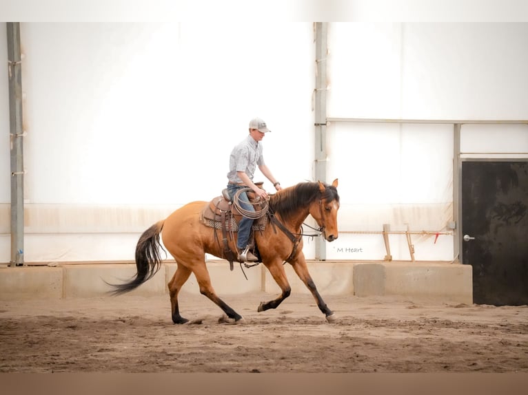 American Quarter Horse Klacz 4 lat 152 cm Bułana in Saint Anthony