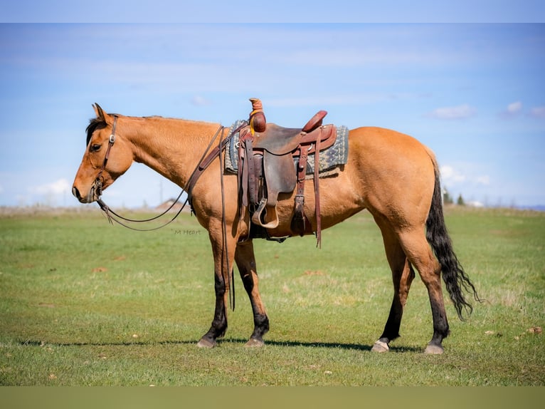 American Quarter Horse Klacz 4 lat 152 cm Bułana in Saint Anthony