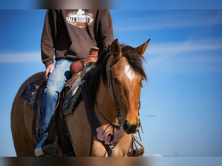 American Quarter Horse Klacz 4 lat 152 cm Bułana in Saint Anthony