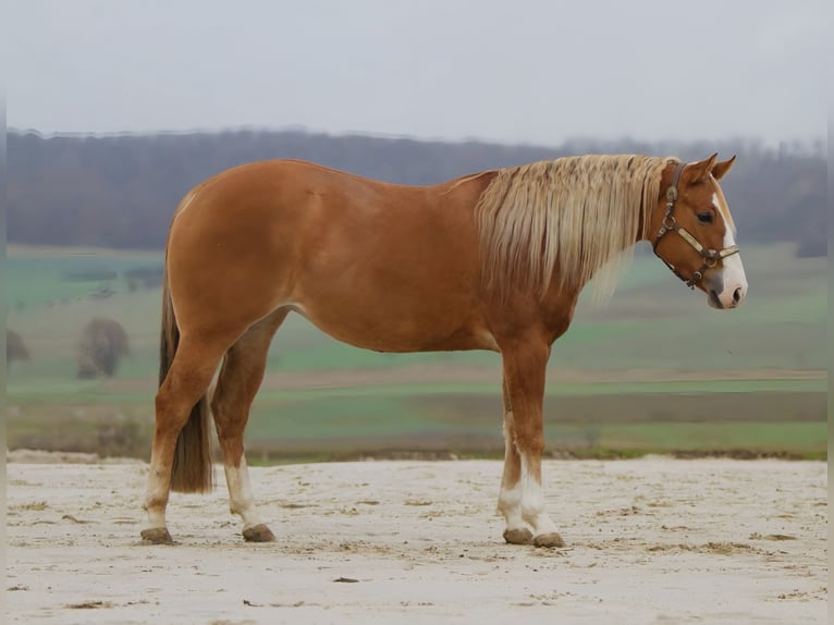 American Quarter Horse Klacz 4 lat 152 cm Bułana in Duingen