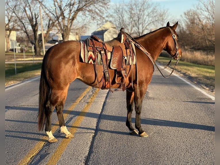 American Quarter Horse Klacz 4 lat 152 cm Bułana in Zearing