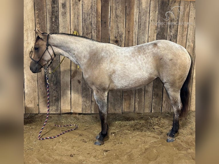 American Quarter Horse Klacz 4 lat 152 cm Bułana in Fredonia, KY