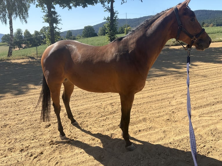 American Quarter Horse Klacz 4 lat 152 cm Gniada in Arnbruck