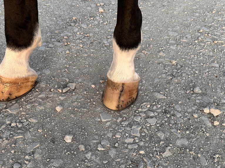 American Quarter Horse Klacz 4 lat 152 cm Gniada in Whitesboro