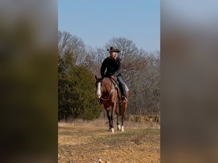 American Quarter Horse Klacz 4 lat 152 cm Gniada in Whitesboro