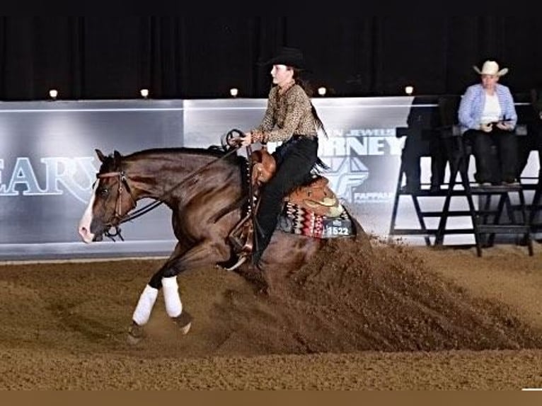 American Quarter Horse Klacz 4 lat 152 cm Gniada in Whitesboro