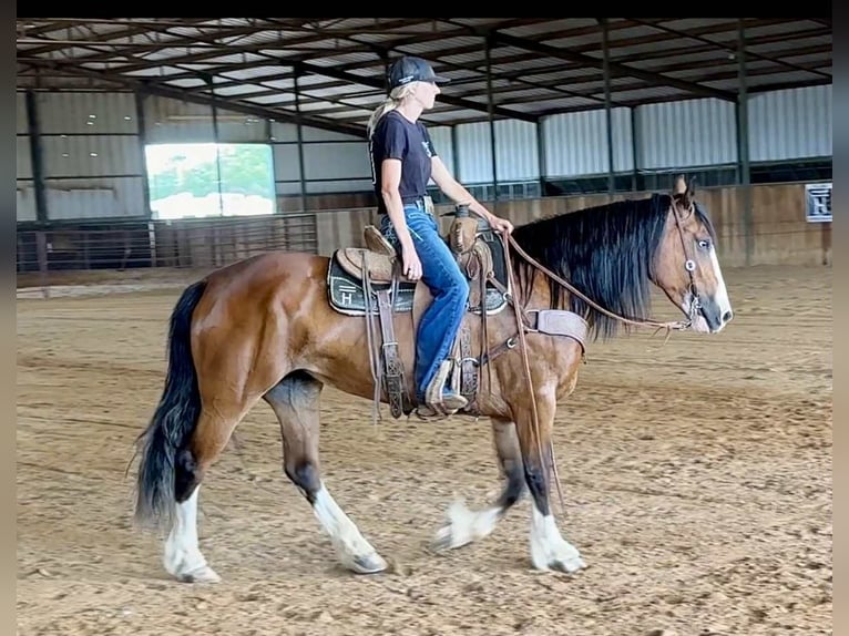American Quarter Horse Klacz 4 lat 152 cm Gniada in Jacksboro TX