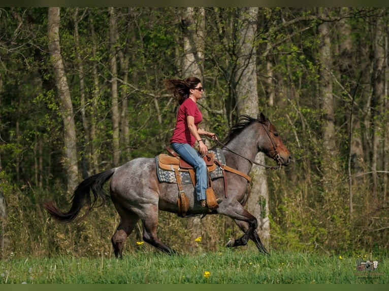 American Quarter Horse Klacz 4 lat 152 cm Gniadodereszowata in Auburn