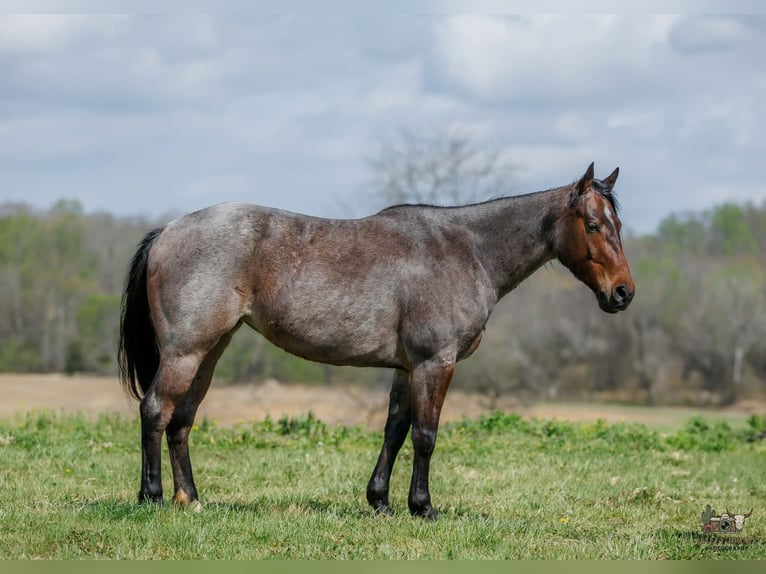 American Quarter Horse Klacz 4 lat 152 cm Gniadodereszowata in Auburn