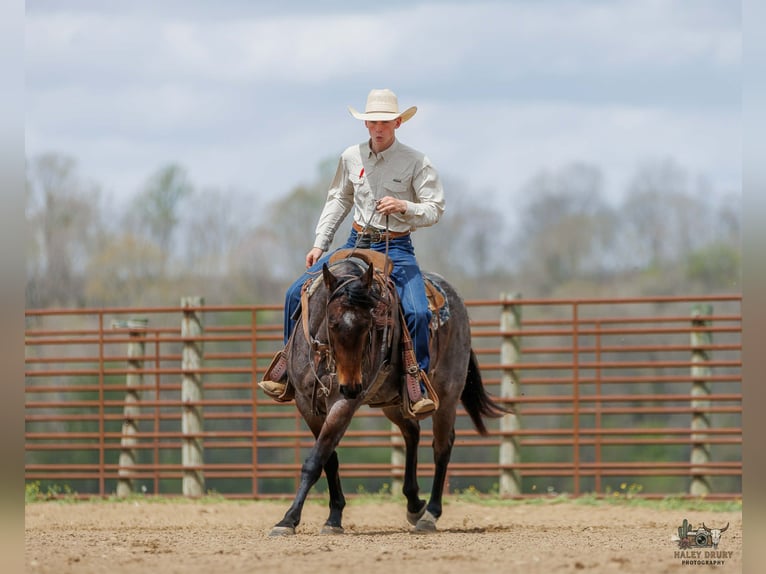 American Quarter Horse Klacz 4 lat 152 cm Gniadodereszowata in Auburn