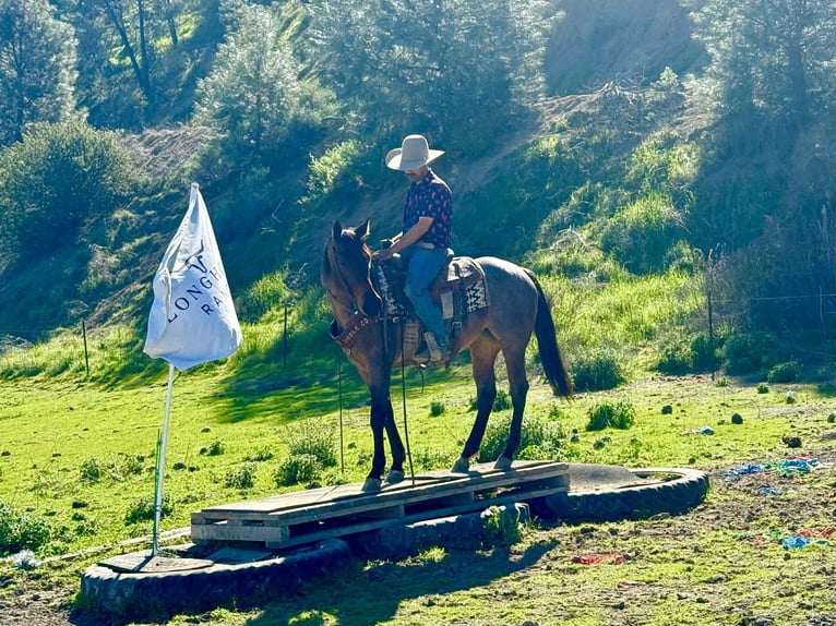 American Quarter Horse Klacz 4 lat 152 cm Gniadodereszowata in Tres Pinos