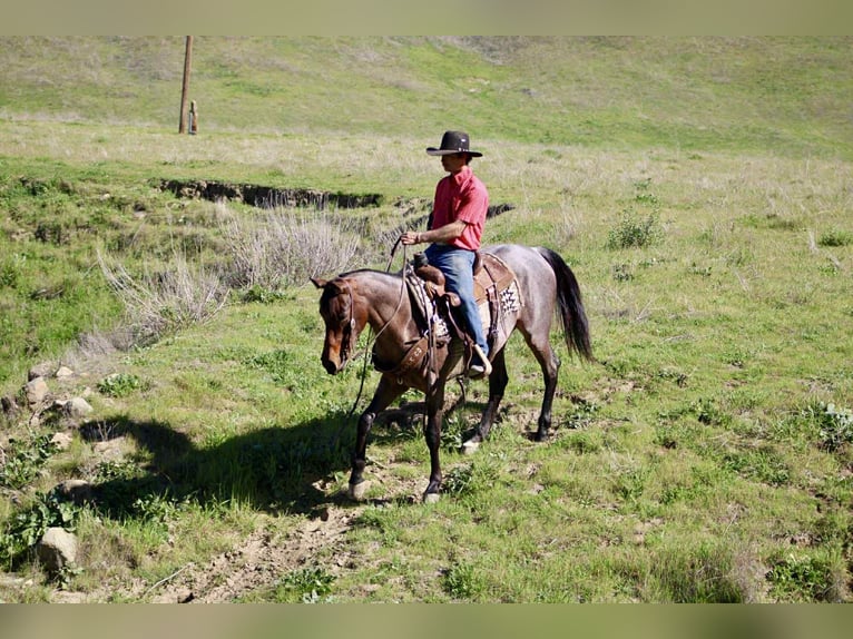 American Quarter Horse Klacz 4 lat 152 cm Gniadodereszowata in Tres Pinos